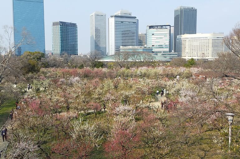 大阪城公園梅林