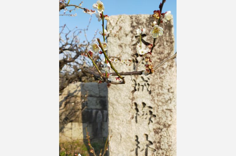 大阪城公園梅林