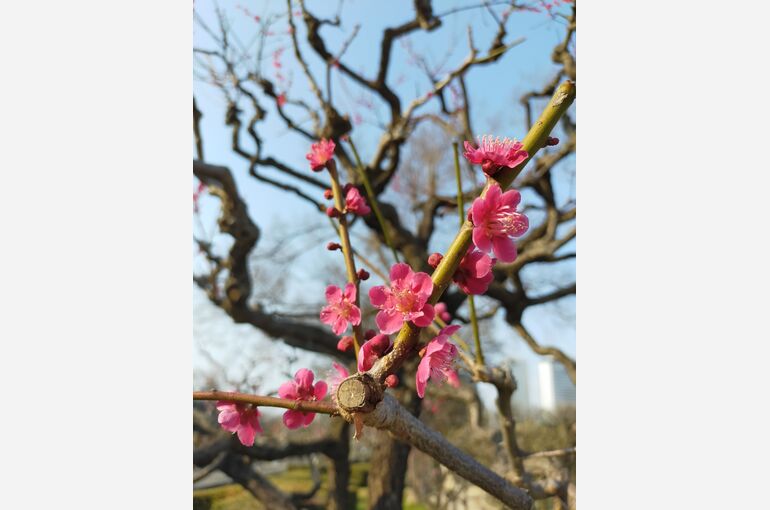大阪城公園梅林