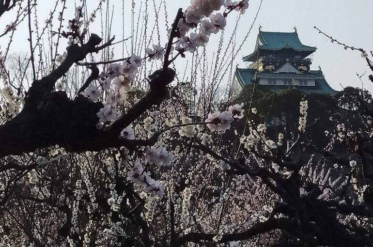 大阪城公園梅林