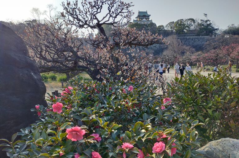 大阪城公園梅林