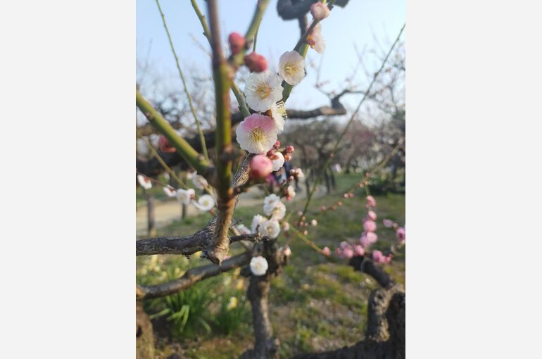 大阪城公園梅林