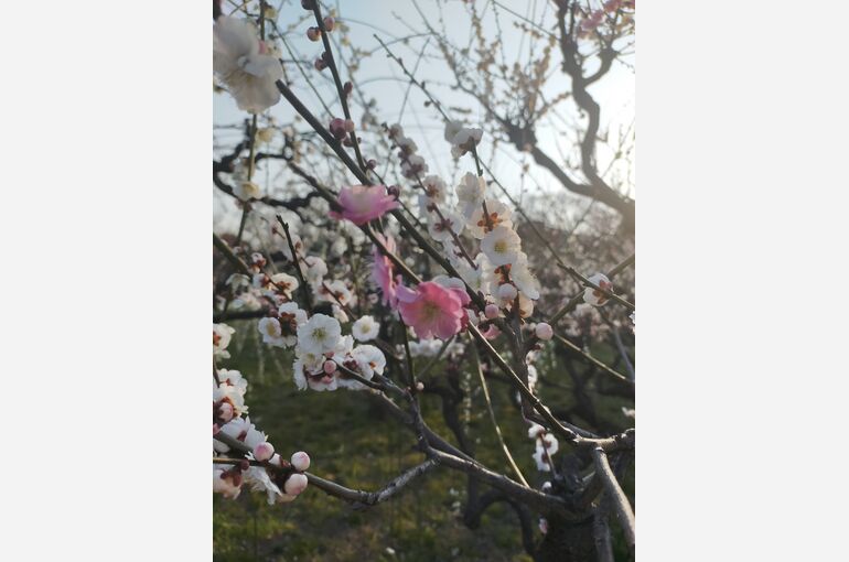 大阪城公園梅林