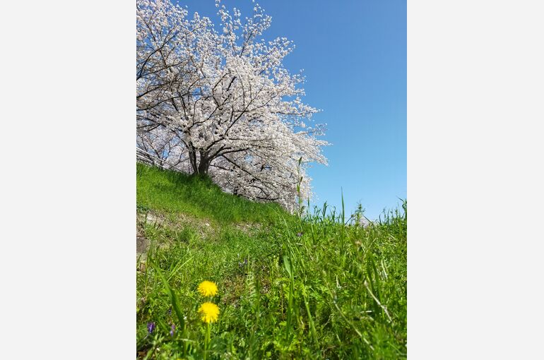 桜