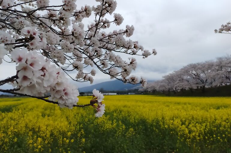 桜