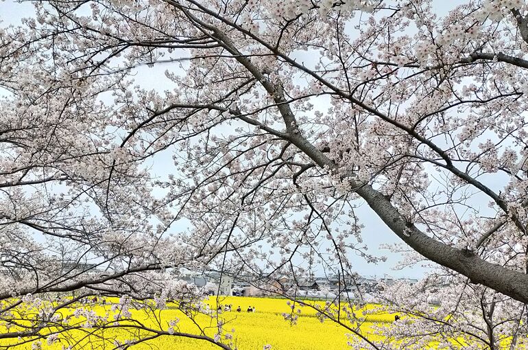 桜